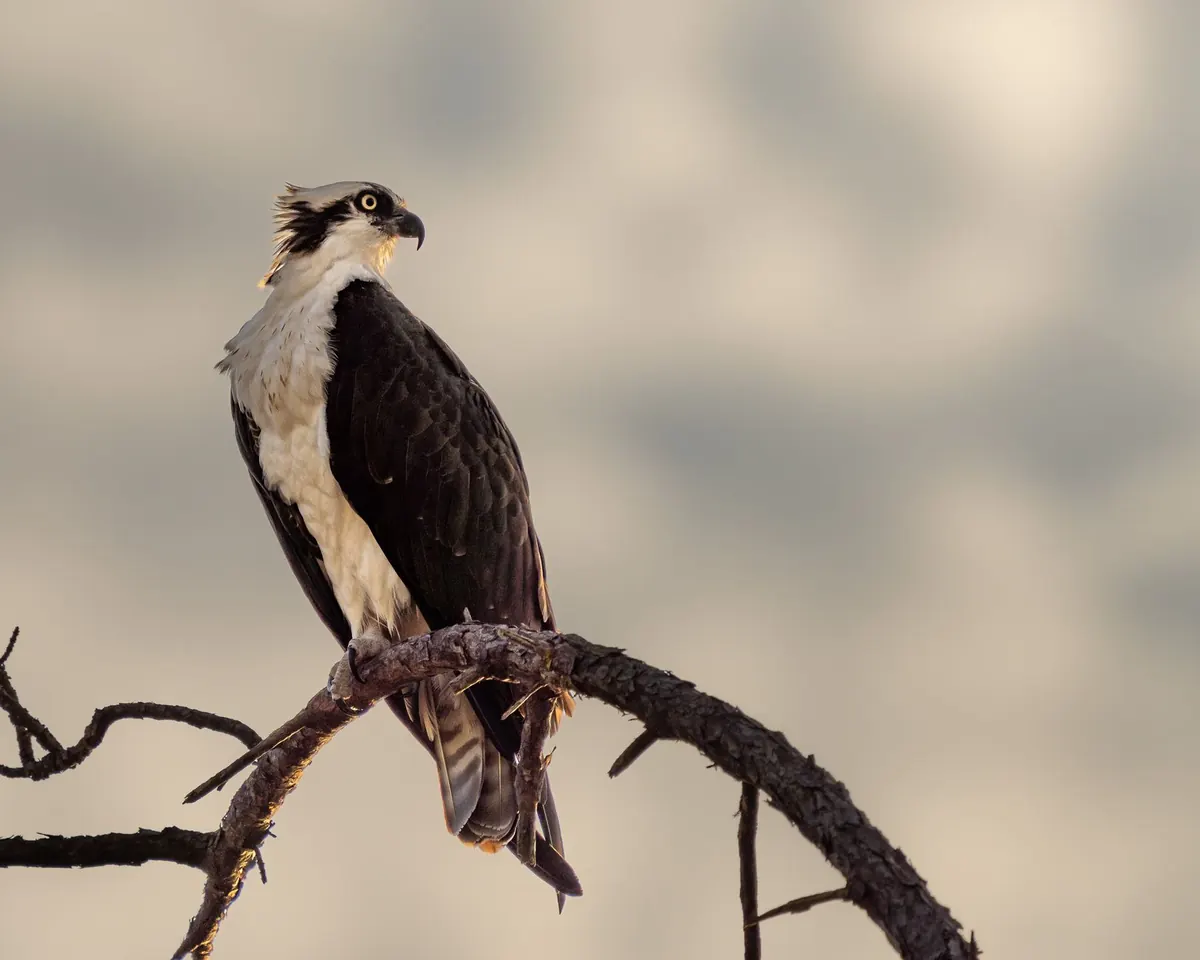 How to Spot an Osprey Hunting Over a Scottish Loch: A Beginner's Guide