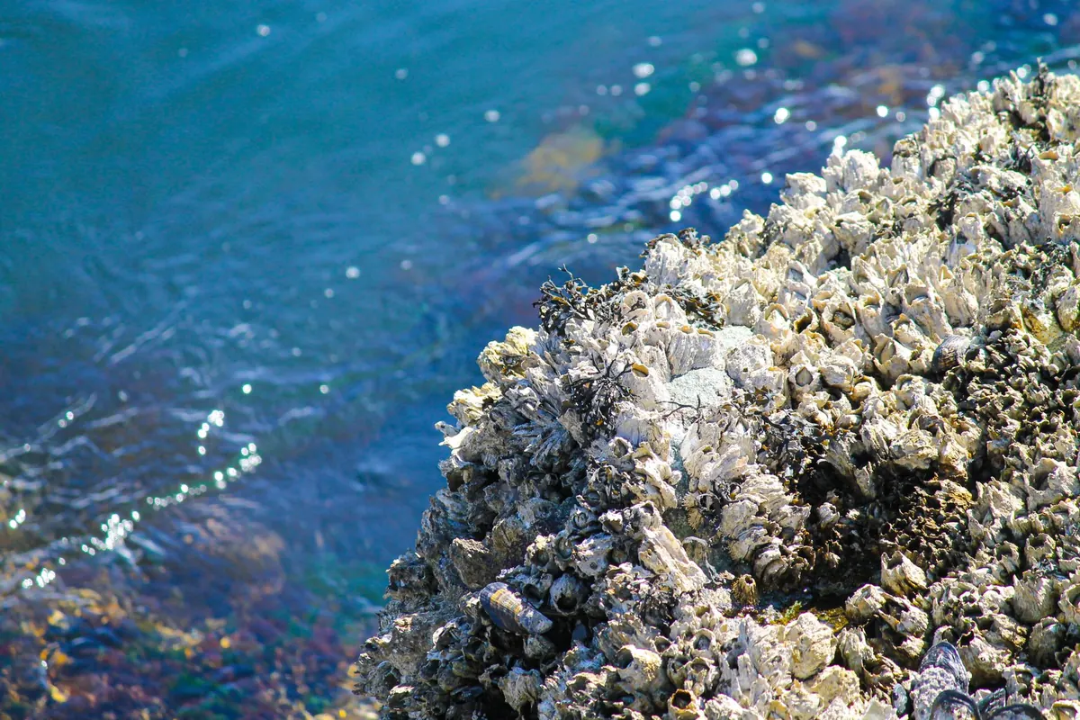 Invasive Zebra Mussels in Scottish Lochs: An Explainer for Anglers and Boaters